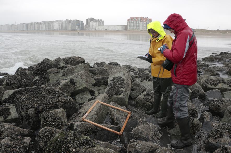 Twee SeaWatchers – buddies – tellen het aantal schaalhorens op een strandhoofd. Deze slak lijkt wat op een uitgeklapt parapluutje. 