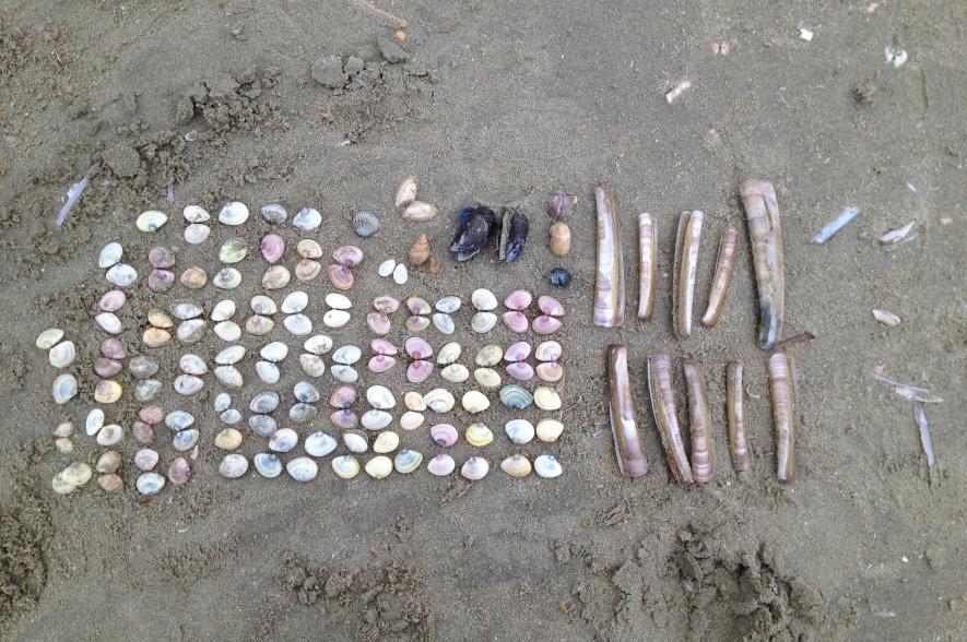 Eén van de zaken die de SeaWatchers opvolgen op ‘hun’ stukje strand, zijn schelpen. Tot groot jolijt want velen zijn heuse schelpenfans! 