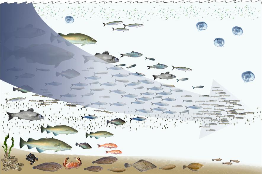 Fishing down the foodweb