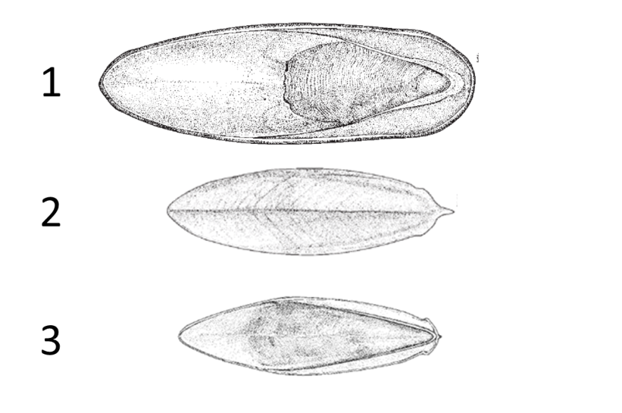 schilden verschillende soorten zeekatten