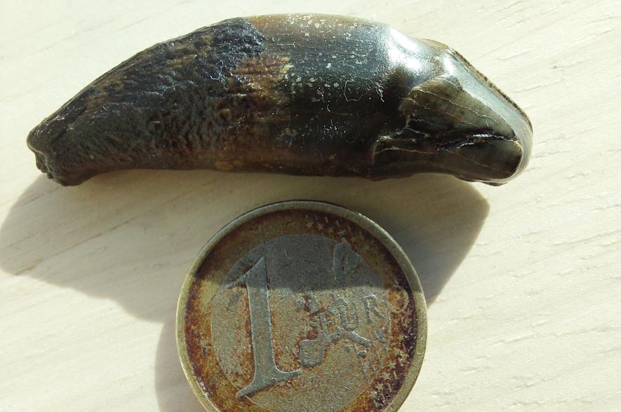 Strandvondst Wenduine hoektand van wolf