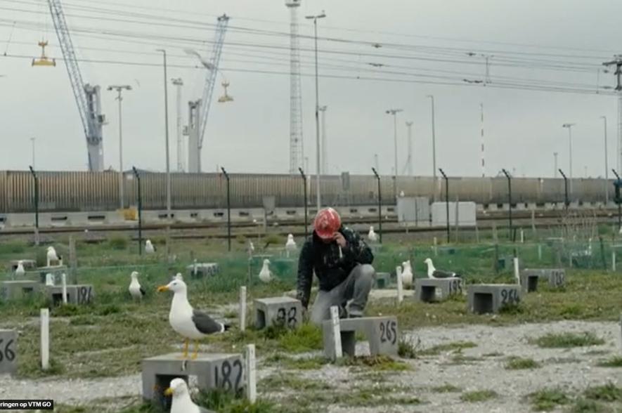 Werken in de broedkolonie in Zeebrugge