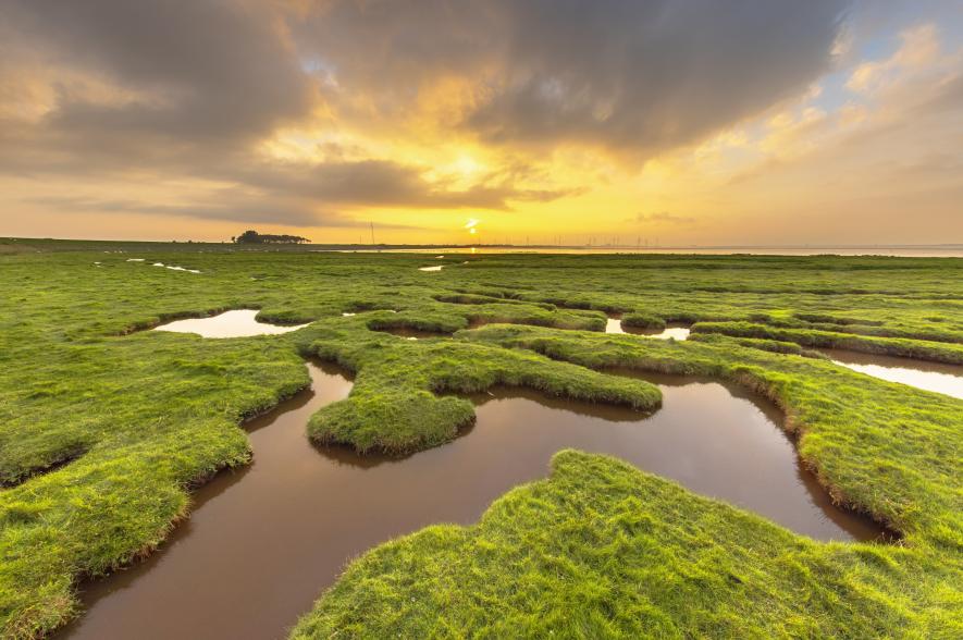 Blau Carbon - schorren 
