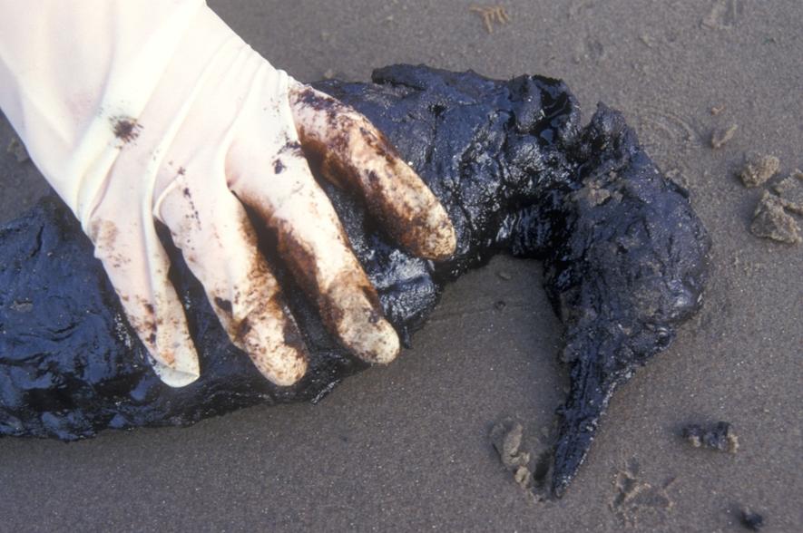 Dode zeekoet besmeurd met olie