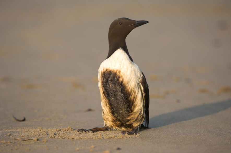 Levende zeekoet met olie op de borst