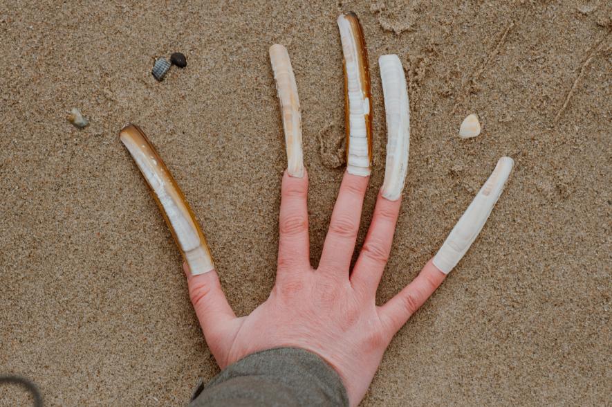 Amerikaanse zwaardscheden