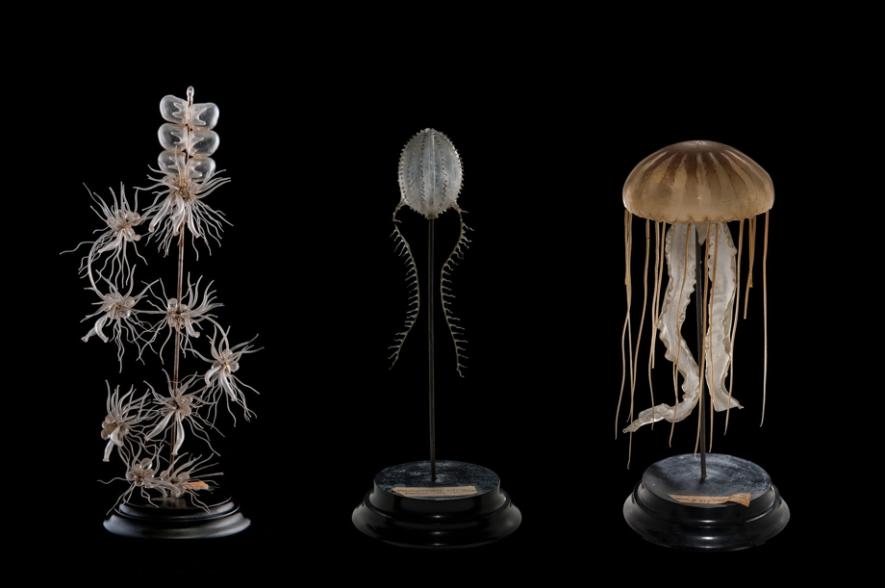 Sinusoidale vormen overgenomen van Haeckel