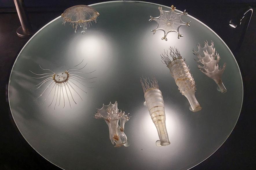 Ontwikkelingsstadia oorkwal