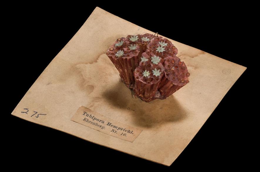 Blaschka model Tubipora hemprichi