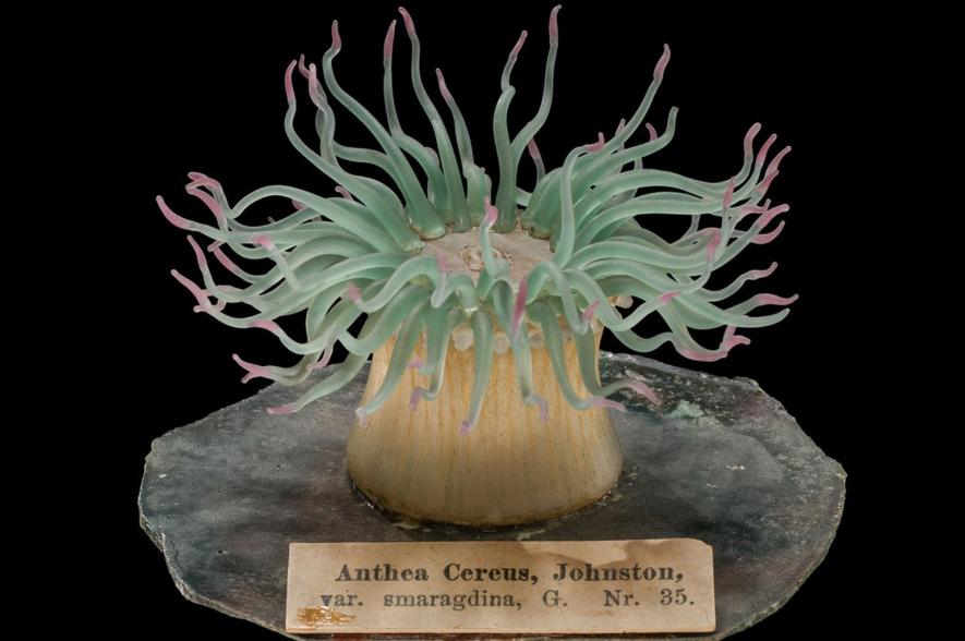 Glasmodel van Anemonia sulcata, Blaschka