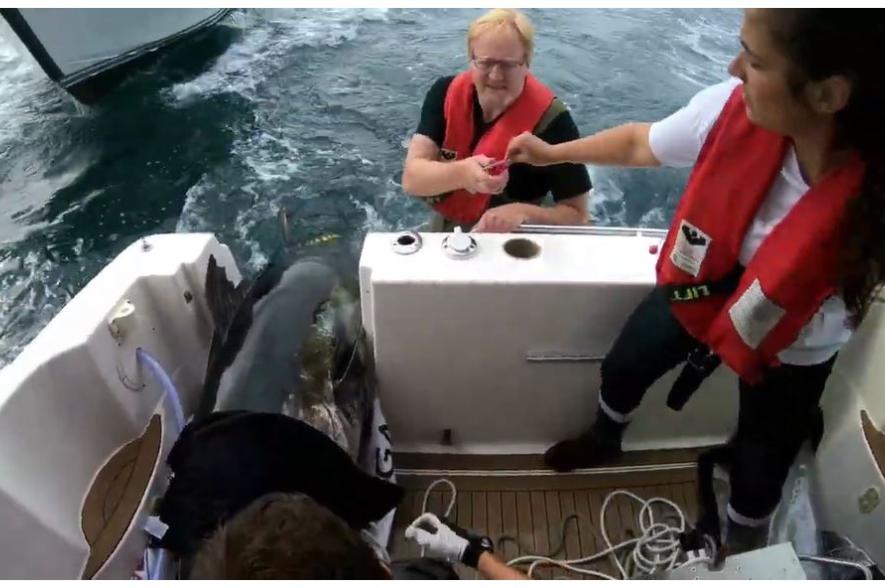 Tagging van blauwvintoinijn in Skaggerak in 2018