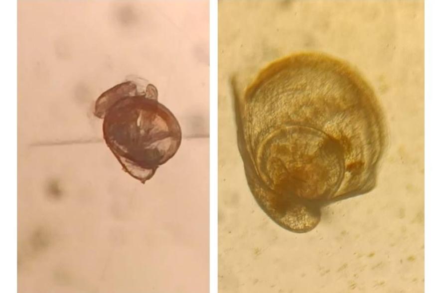 oesterlarven Magellana gigas 