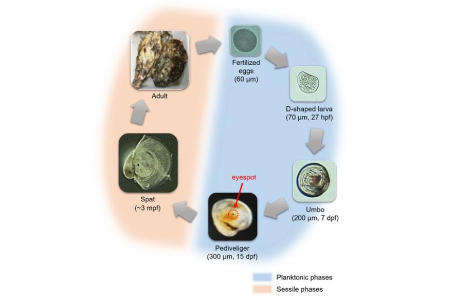 Levenscyclus van de Japanse oester Magellana gigas