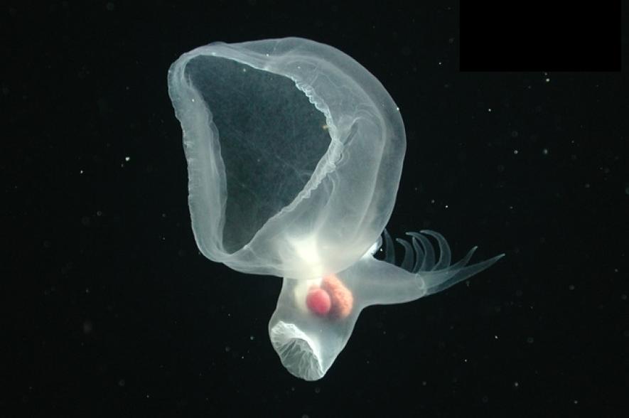 De voor 20 jaar lang mysterieuze mollusk krijgt eindelijk een naam