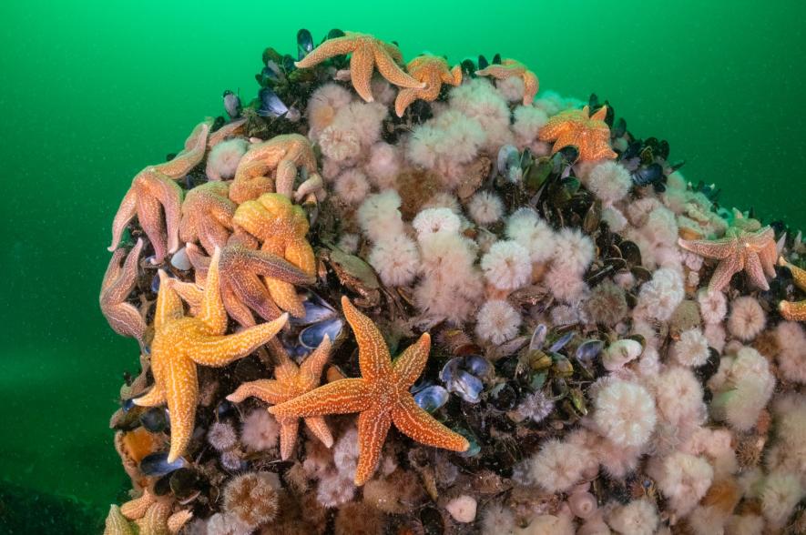 Stenen vormen in onze Noordzee vaak een oase aan leven te midden een zandwoestijn