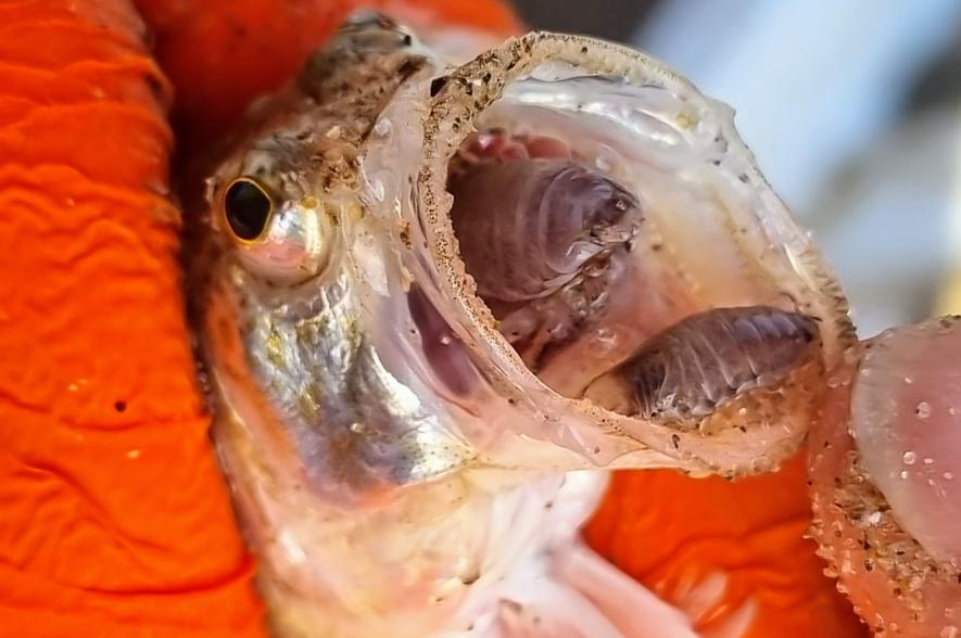 Kleine pieterman met 'tongbijters'