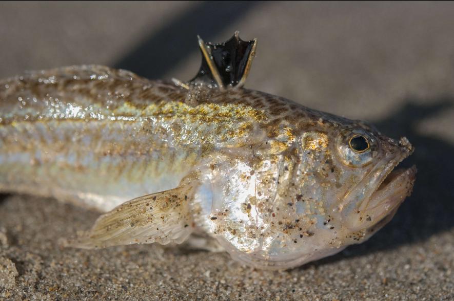De kleine pieterman op het strand