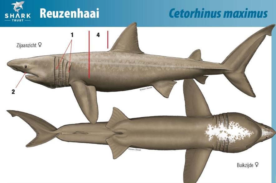 Extract uit de fiche Reuzenhaai van SharkTrust