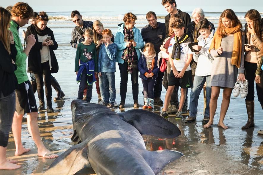 Stranding van een reuzenhaai in De Panne op 29.10.2016
