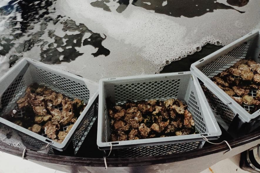 Experimenten met Japanse oester