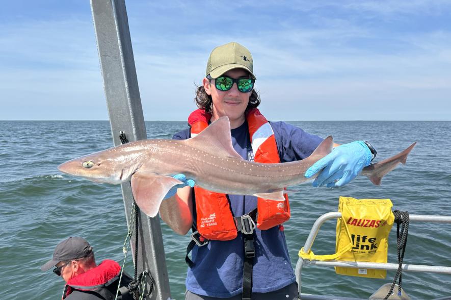 Onderzoekers van het VLIZ voorzien een gevlekte gladde haai van een zender en zetten hem opnieuw uit in het Belgisch deel van de Noordzee