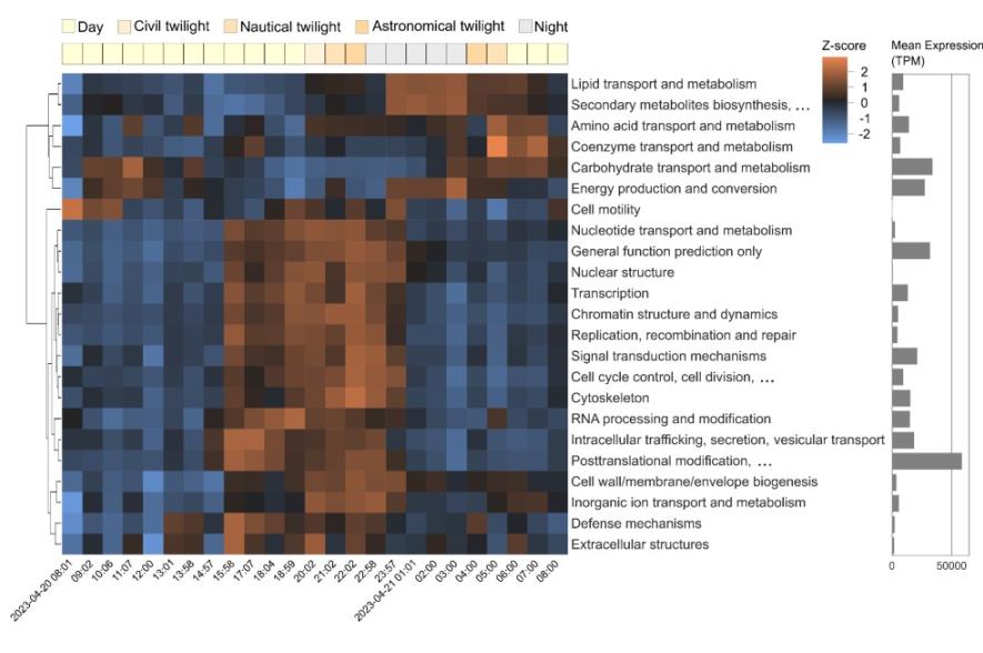 genactiviteit Phaeocystis globosa tijdens 24-uurcyclus