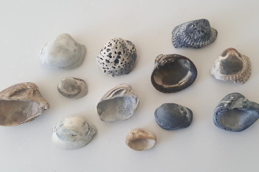 Hoewel miljoenen jaren uitgestorven, zijn de scheelpen van Zwinkokkels nog steeds te vinden op het strand.