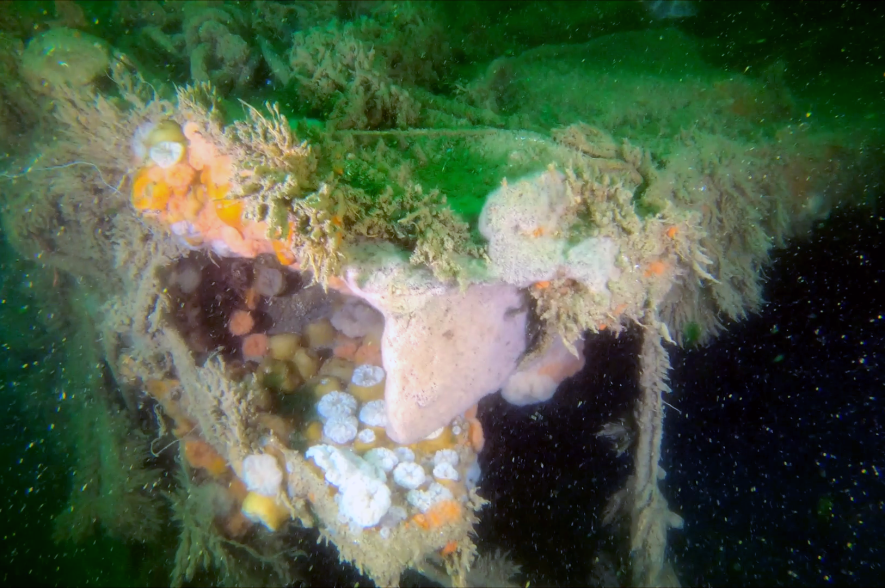 Op de gescheurde platen van het dek van de gezonken John Mahn leeft de zee-anjelier, een veel voorkomende anemoon op scheepswrakken en offshore structuren in de Belgische Noordzee